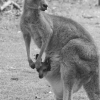 Australie ♡ | Ma rencontre avec la faune Australienne